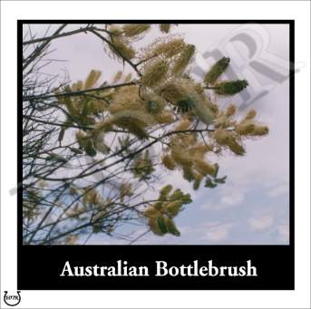 Detailed picture of Bottlebrush_MOMc