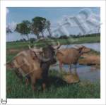 Thumbnail of WaterBuffalo_MOMc